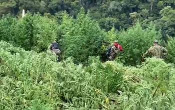 Destruyeron 4 hectáreas de Marihuana en PJC